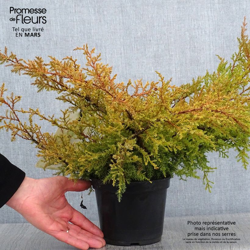 Exemplar von Genévrier de Pfitzer Compact - Juniperus pfitzeriana Compacta Pot de 2L/3L wie im Winter geliefert