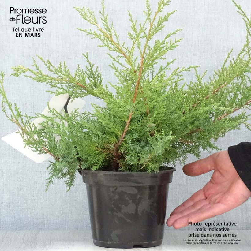 Exemplar von Juniperus pfitzeriana Compacta Topf mit 2L/3LGelieferte Höhe ca. 20/30cm wie im Frühjahr geliefert