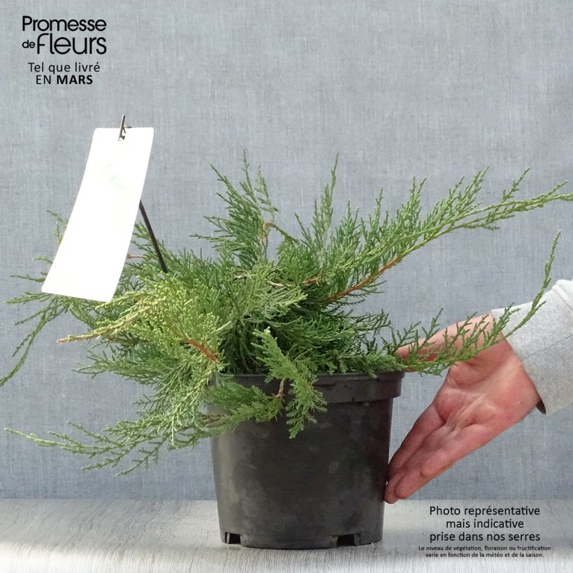 Exemplar von Juniperus media Pfitzeriana Topf mit 2L/3LGelieferte Höhe ca. 30/40cm wie im Frühjahr geliefert