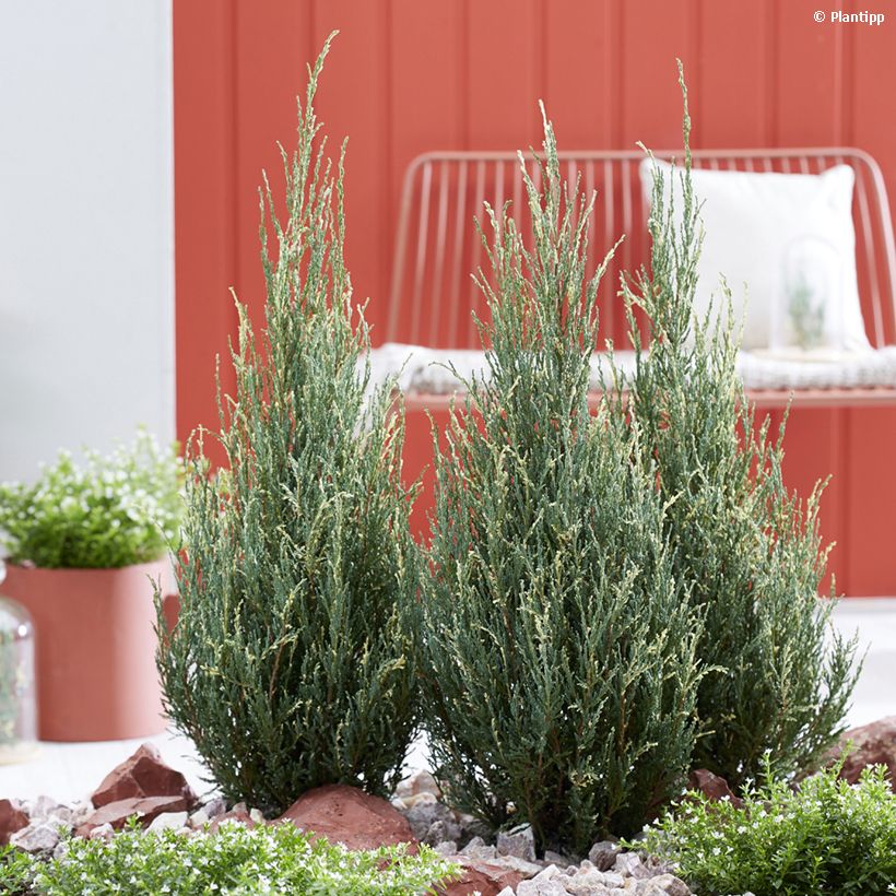 Juniperus scopulorum Blue Ivory (Hafen)