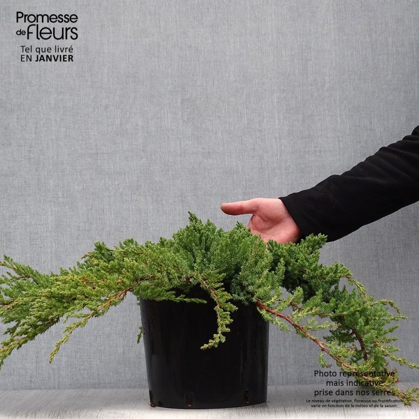 Exemplar von Genévrier des plages - Juniperus conferta Blue Pacific en pot de 7,5L/10L wie im Winter geliefert