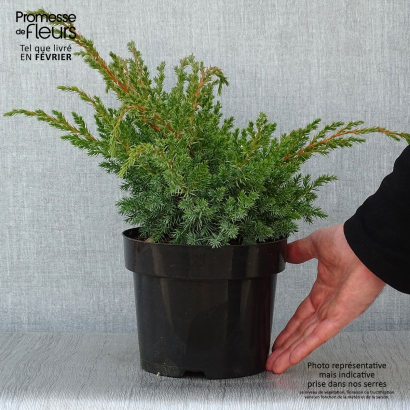 Exemplar von Genévrier écailleux - Juniperus squamata Blue Swede Pot de 2L/3L wie im Winter geliefert