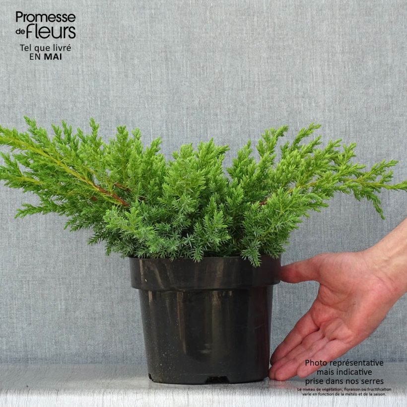 Exemplar von Juniperus squamata Blue Swede Topf mit 2L/3LGelieferte Höhe ca. 30/40cm wie im Frühjahr geliefert