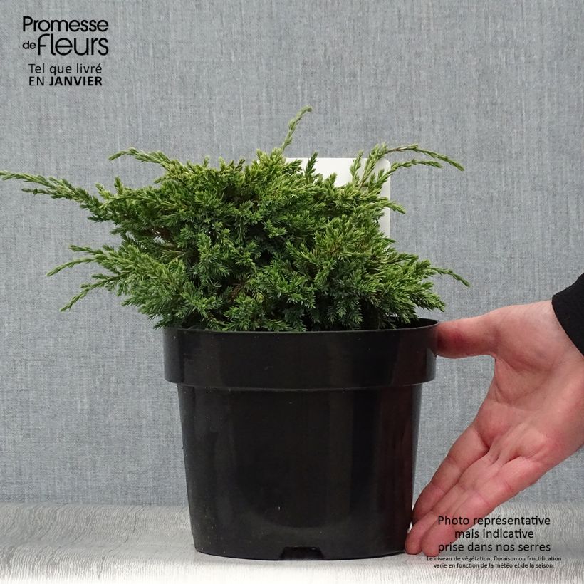 Exemplar von Genévrier écailleux - Juniperus squamata Dream Joy en pot de 2l/3l wie im Winter geliefert