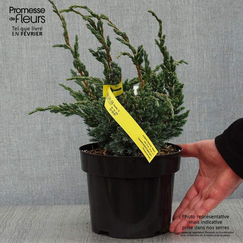 Exemplar von Genévrier écailleux - Juniperus squamata Meyeri Pot de 2L/3L wie im Winter geliefert