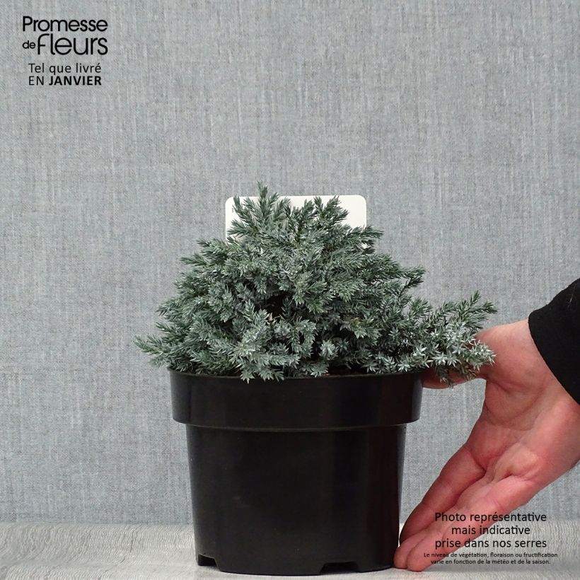 Exemplar von Genévrier écailleux - Juniperus squamata Tropical Blue Pot de 2L/3L wie im Winter geliefert