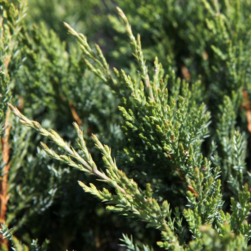 Juniperus horizontalis Agnieszka (Laub)