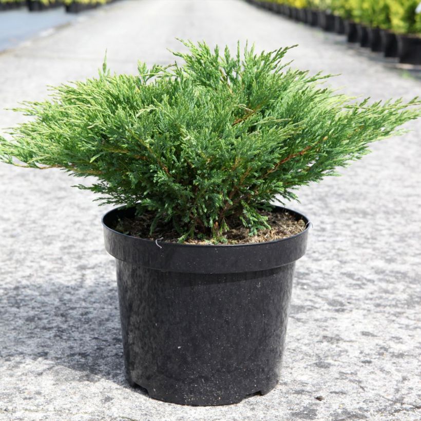 Juniperus horizontalis Andorra Compact (Hafen)