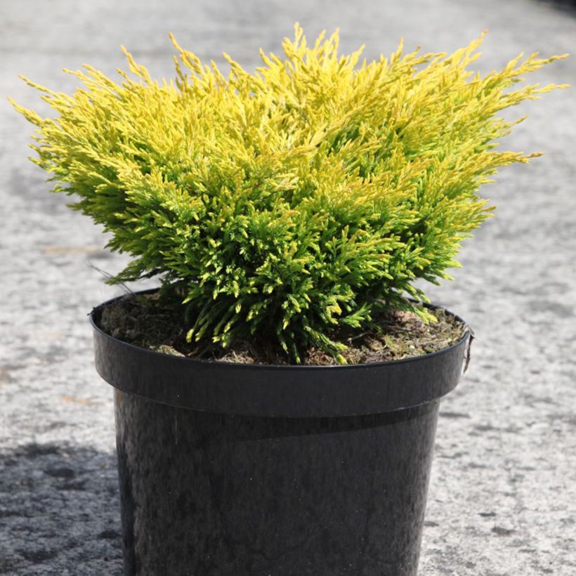 Juniperus horizontalis Limeglow (Hafen)