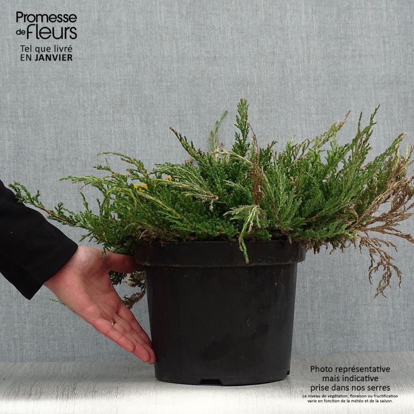 Exemplar von Genévrier horizontal - Juniperus horizontalis Prince Of Wales en pot de 7,5L/10L wie im Winter geliefert