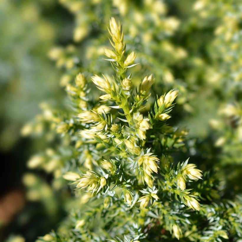 Juniperus pingii Hulsdonk Yellow (Laub)