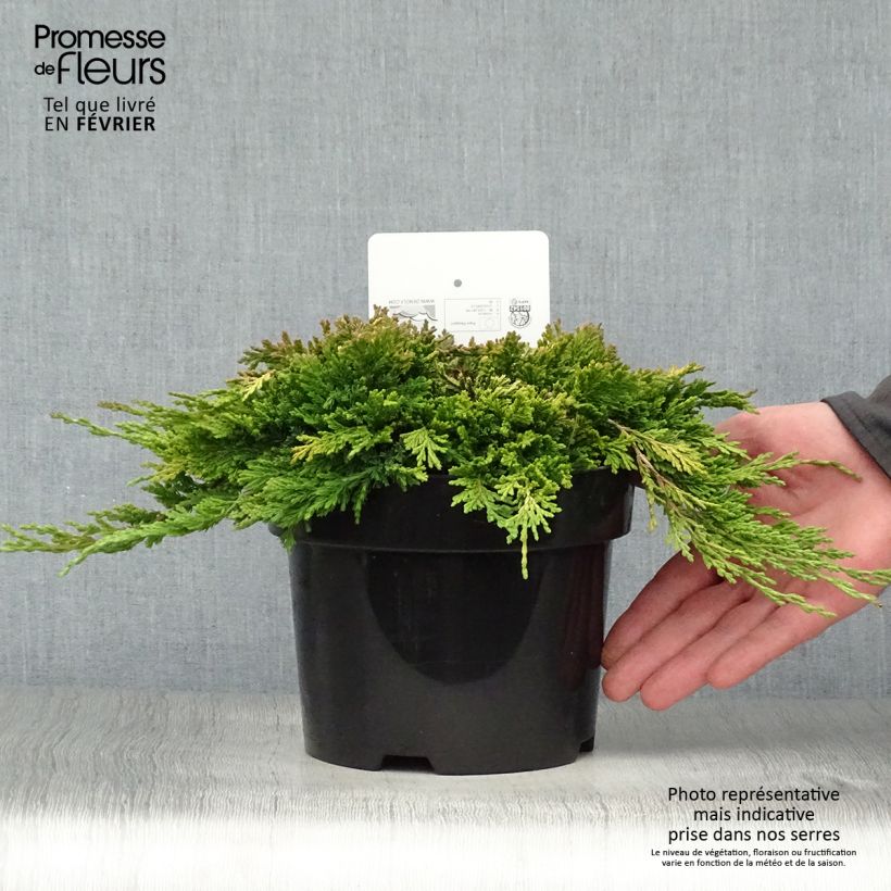 Exemplar von Genévrier rampant - Juniperus horizontalis Golden Carpet Pot de 2L/3L wie im Winter geliefert