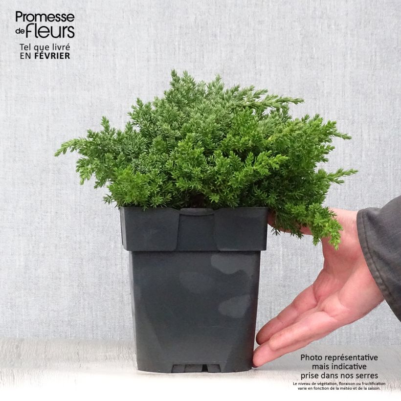 Exemplar von Genévrier rampant - Juniperus procumbens Nana Pot de 2L/3L wie im Winter geliefert