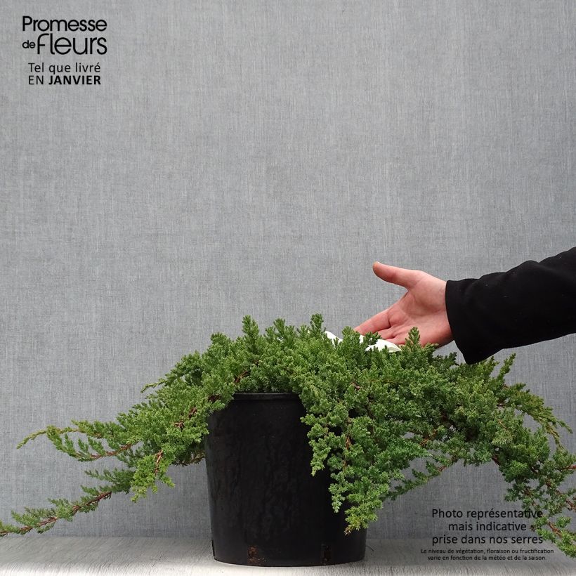 Exemplar von Genévrier rampant - Juniperus procumbens Nana en pot de 7,5L/10L wie im Winter geliefert