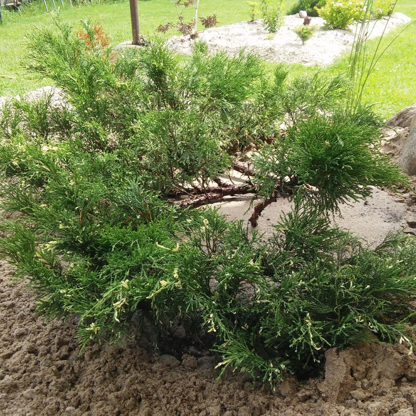 Juniperus sabina Variegata (Hafen)