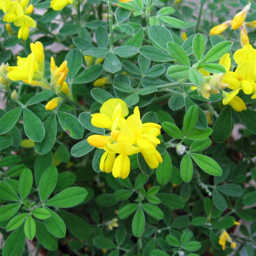 Ginster Porlock - Genista (Laub)