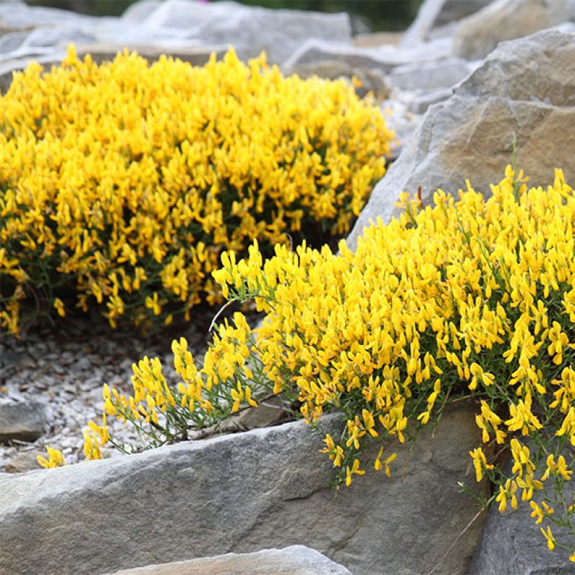 Stein-Ginster - Genista lydia (Hafen)