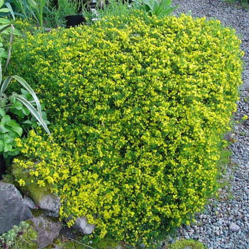 Behaarter Ginster Vancouver Gold - Genista pilosa (Blüte)