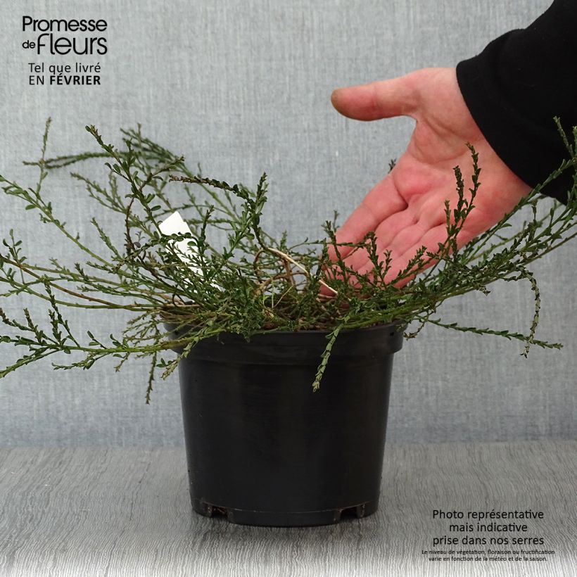 Exemplar von Genista pilosa Vancouver Gold - Genêt poilu Pot de 2L/3L wie im Winter geliefert