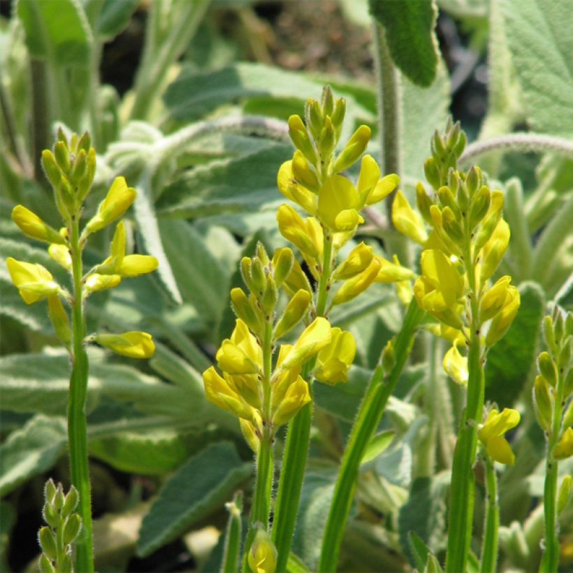 Flügel-Ginster - Genista sagittalis (Blüte)