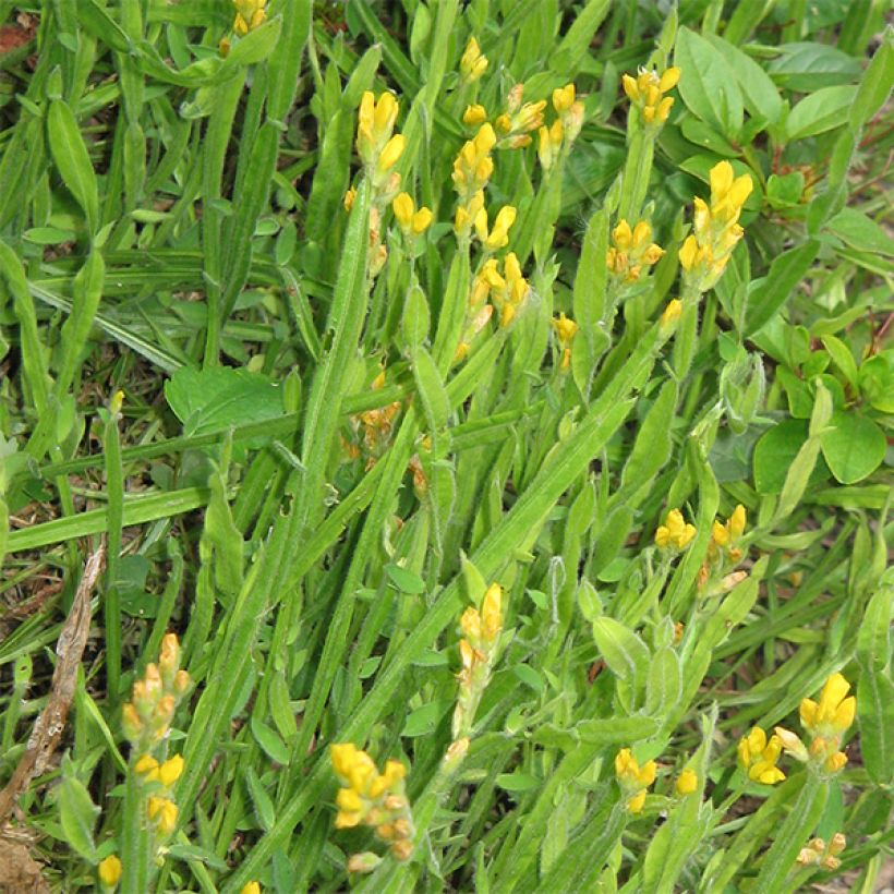 Flügel-Ginster - Genista sagittalis (Hafen)