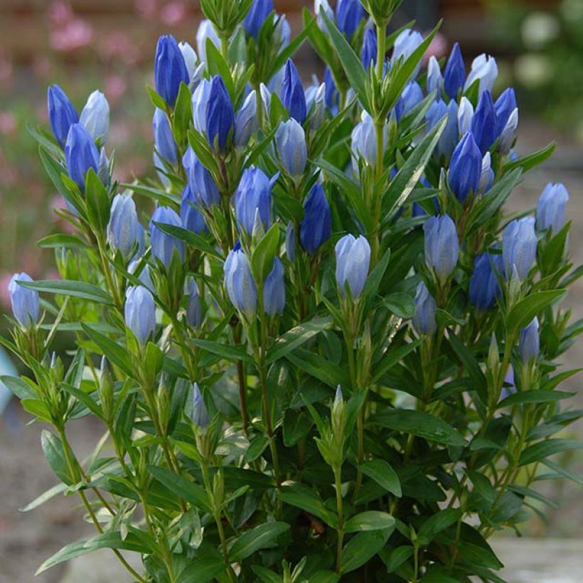 Gentiana makinoi Blue Star - Enzian (Blüte)