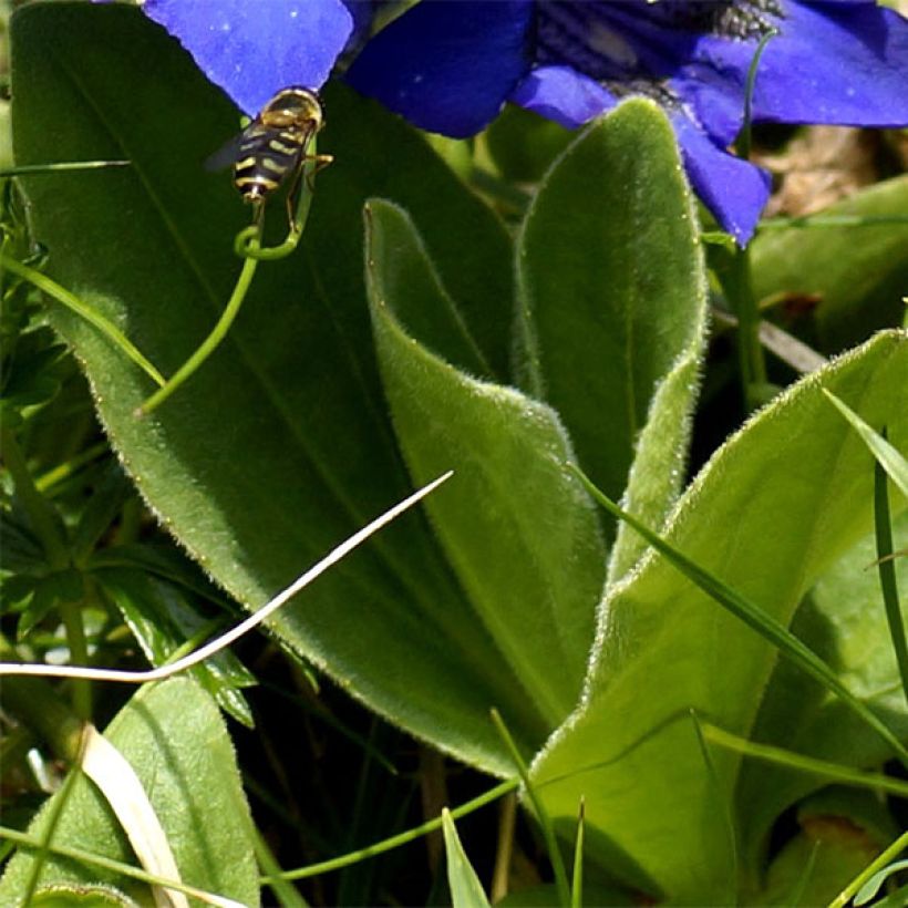 Gentiana acaulis - Kochscher Enzian (Laub)