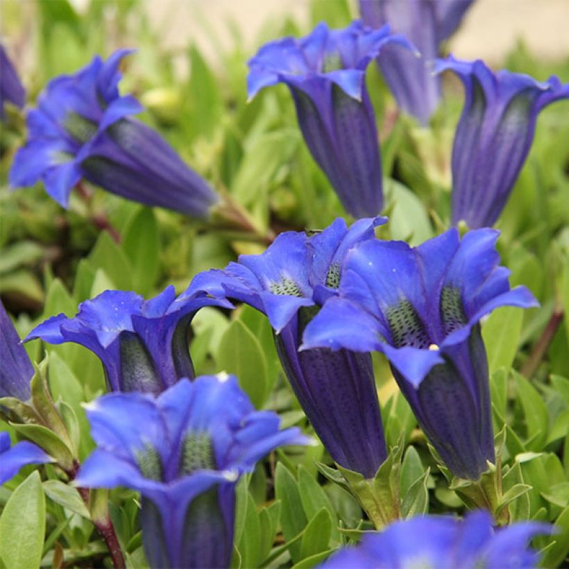 Gentiana acaulis - Kochscher Enzian (Blüte)