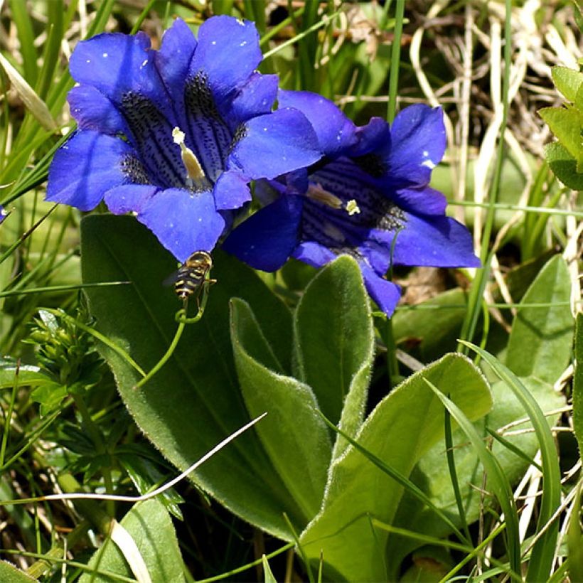 Gentiana acaulis - Kochscher Enzian (Hafen)