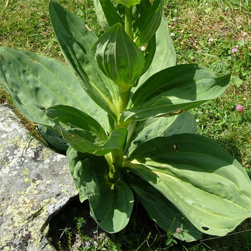 Gentiana lutea - Gelber Enzian (Laub)