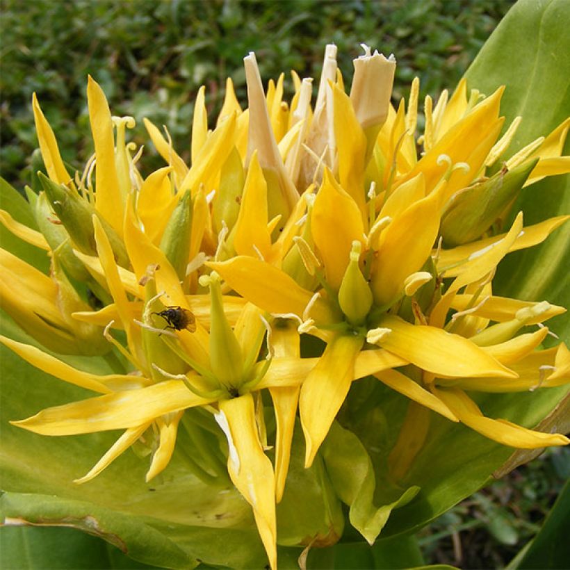 Gentiana lutea - Gelber Enzian (Blüte)