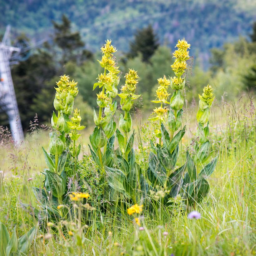 Gentiana lutea - Gelber Enzian (Hafen)