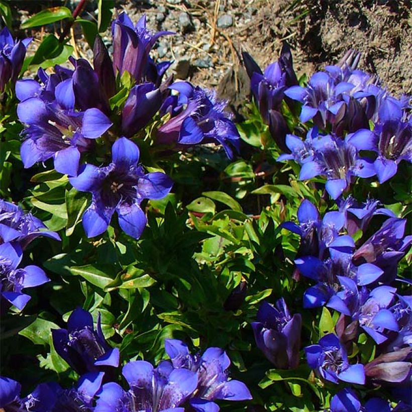 Gentiana septemfida var. lagodechiana - Kaukasus-Enzian (Hafen)