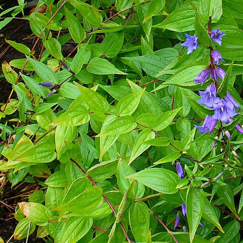 Gentiana asclepiadea - Schwalbenwurz-Enzian (Laub)