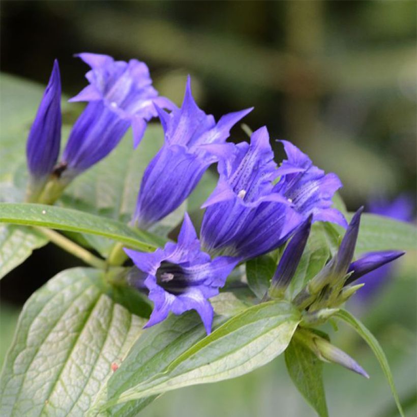 Gentiana asclepiadea - Schwalbenwurz-Enzian (Blüte)