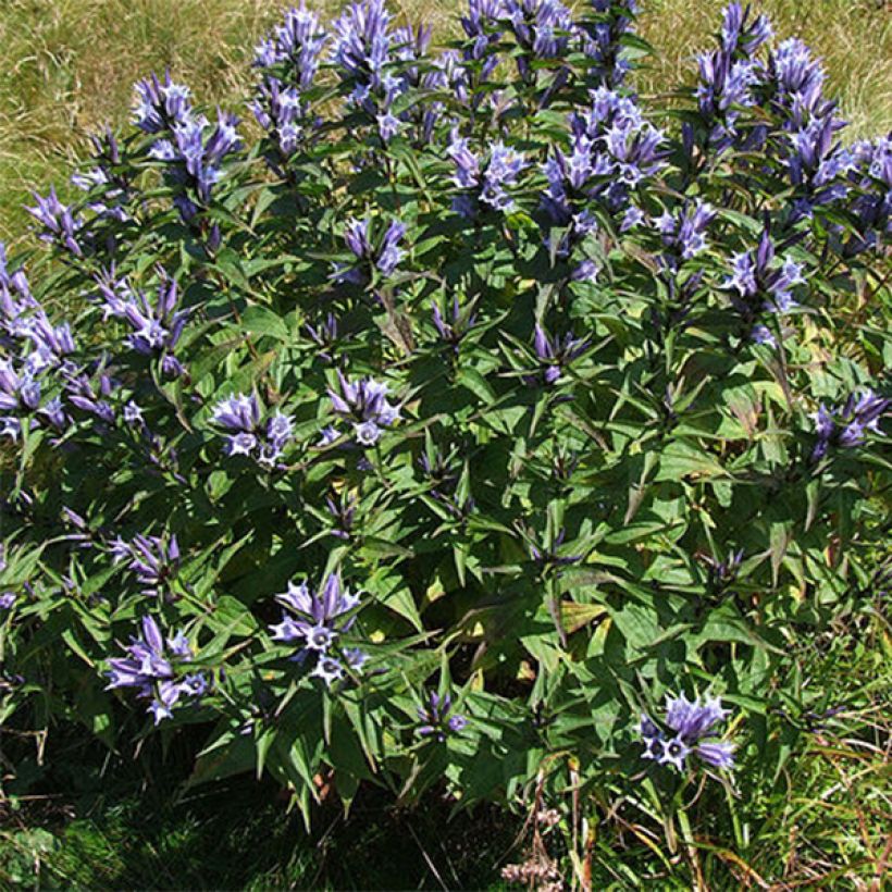 Gentiana asclepiadea - Schwalbenwurz-Enzian (Hafen)