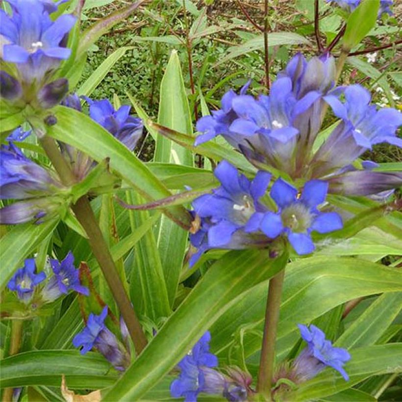 Gentiana dahurica - Dahurischer Enzian (Blüte)