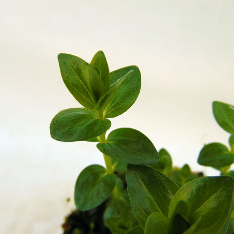 Gentiana septemfida var. lagodechiana - Kaukasus-Enzian (Laub)