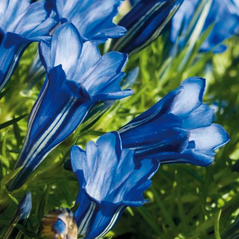 Gentiana sino-ornata - Stängelloser Enzian (Blüte)