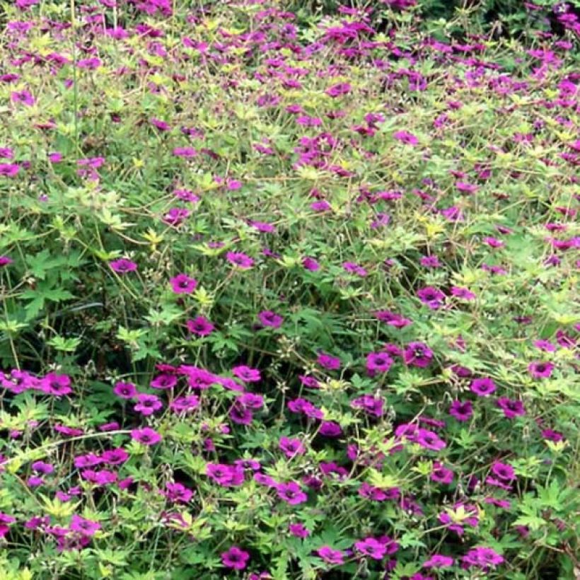 Storchschnabel Ann Folkard - Geranium (Hafen)