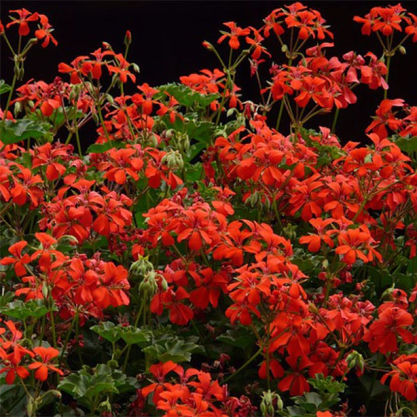 Hängegeranie Balcon Imperial Red, rouge, rood - Pelargonium (Blüte)