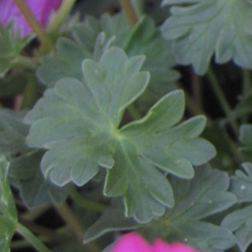 Geranium cinereum Carol - Aschgrauer Storchschnabel (Laub)