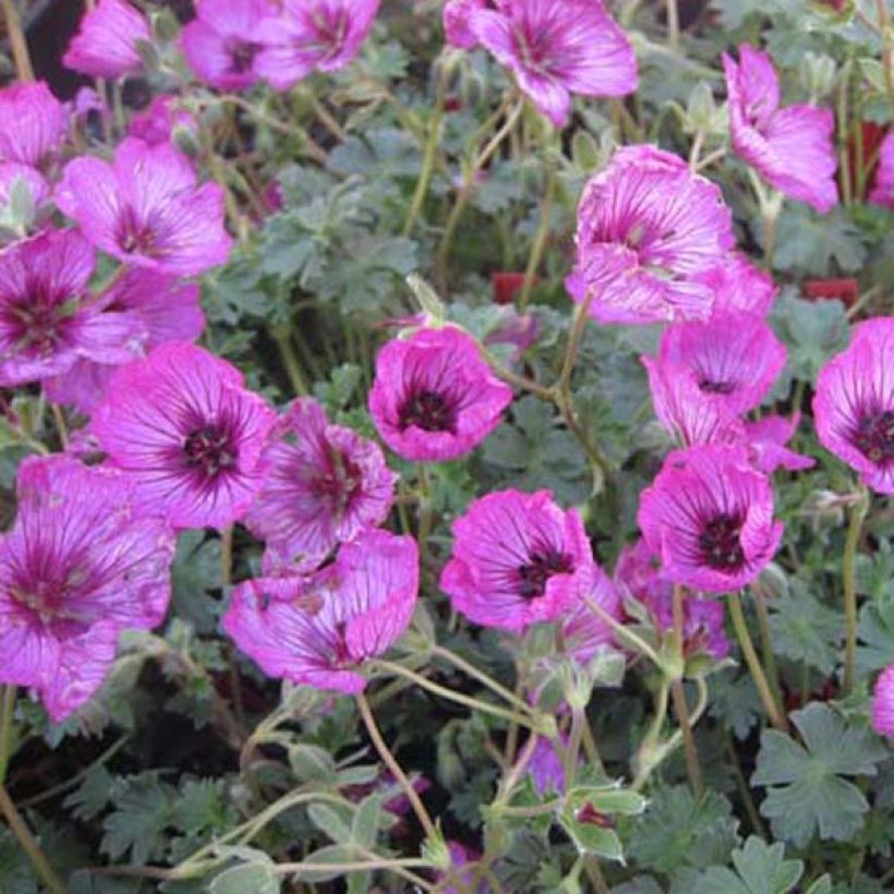 Geranium cinereum Carol - Aschgrauer Storchschnabel (Hafen)