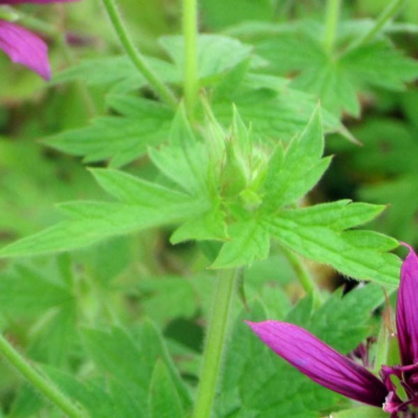 Geranium psilostemon Catherine Deneuve - Armenischer Storchschnabel (Laub)