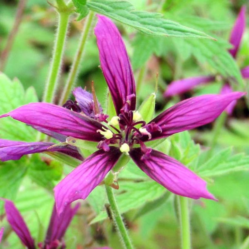 Geranium psilostemon Catherine Deneuve - Armenischer Storchschnabel (Blüte)