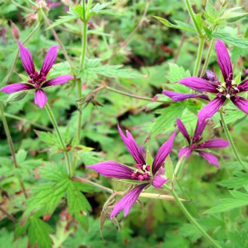 Geranium psilostemon Catherine Deneuve - Armenischer Storchschnabel (Hafen)