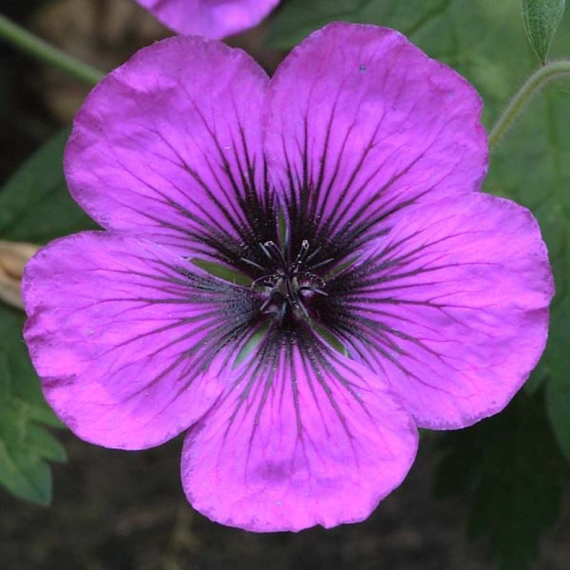 Storchschnabel Dragon Heart - Geranium (Blüte)