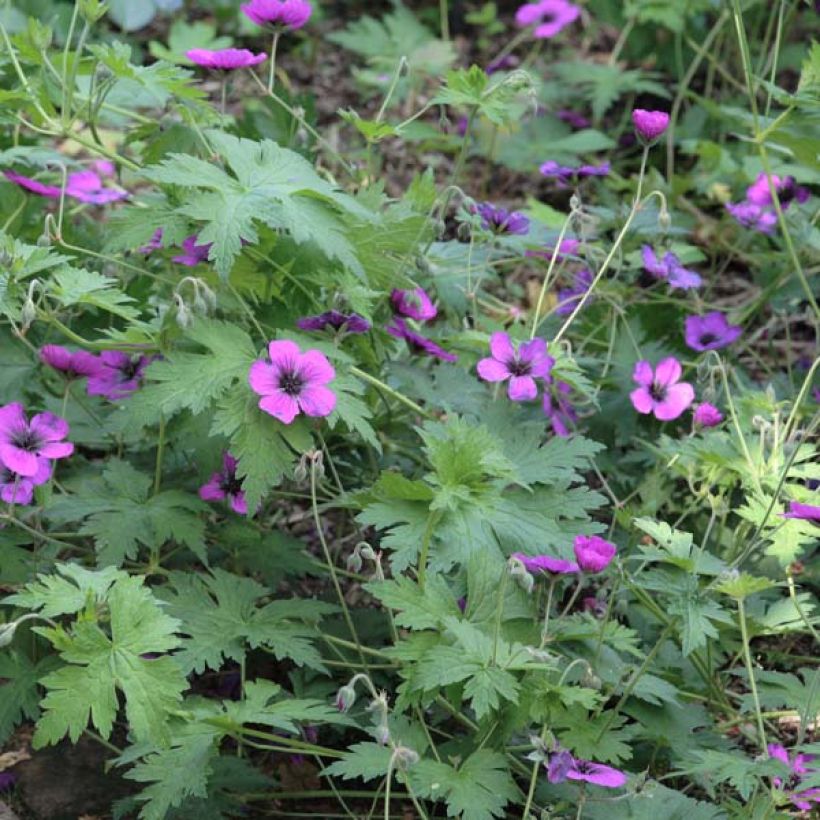 Storchschnabel Dragon Heart - Geranium (Hafen)