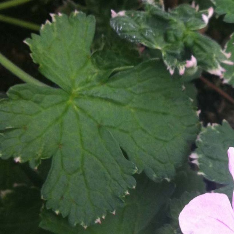 Storchschnabel Dreamland - Geranium (Laub)