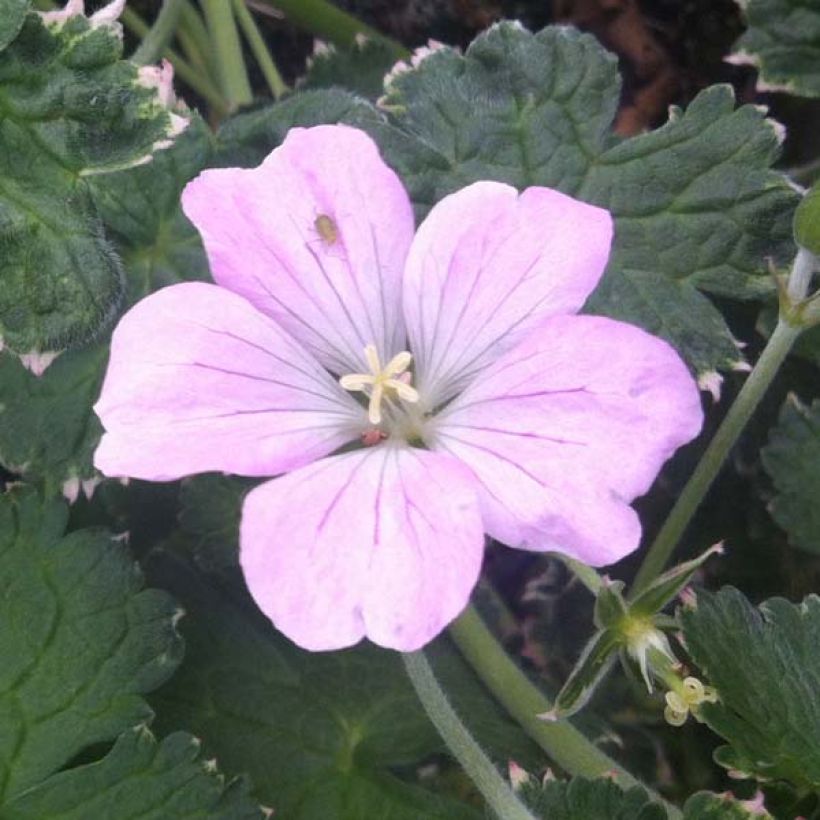 Storchschnabel Dreamland - Geranium (Blüte)